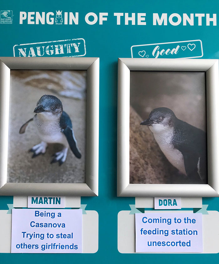水族馆帮企鹅做「月度评鉴」　最糟糕企鹅罪行网笑出声：企鹅界八点档～插图4
