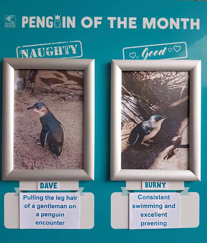 水族馆帮企鹅做「月度评鉴」　最糟糕企鹅罪行网笑出声：企鹅界八点档～插图5