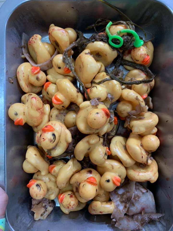 大狗吞「32只黄色小鸭」急送医　兽医警告：拜託不要再买这些玩具给毛孩插图4