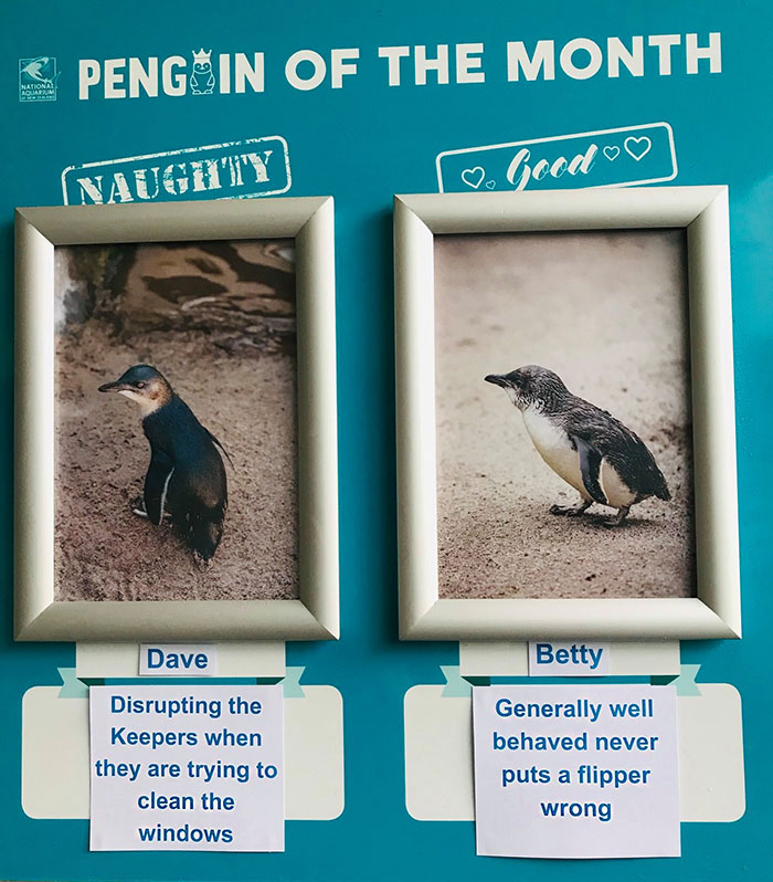 水族馆帮企鹅做「月度评鉴」　最糟糕企鹅罪行网笑出声：企鹅界八点档～插图10