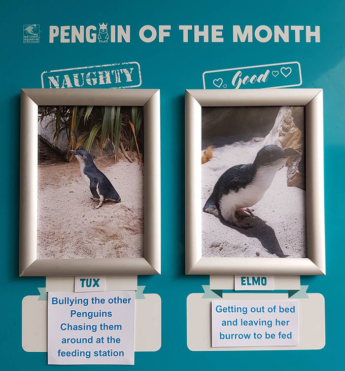水族馆帮企鹅做「月度评鉴」　最糟糕企鹅罪行网笑出声：企鹅界八点档～插图8