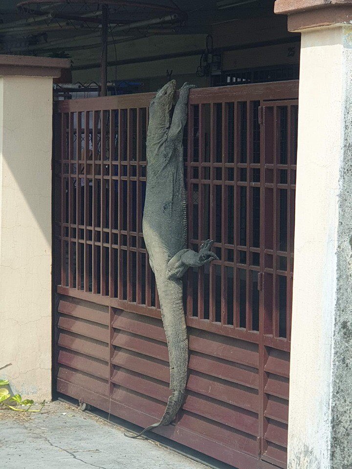 回家驚見 巨大蜥蜴爬欄要進屋 網加碼po照 我還看過更狂的 Justyou 回家驚見 巨大蜥蜴爬欄要進屋 網加碼po照 我還看過更狂的 Justyou