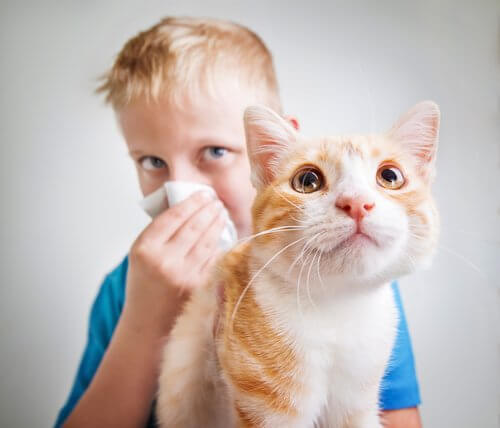 过敏人也能吸猫了！　研发10年「吸猫用疫苗」扎一下终止过敏插图