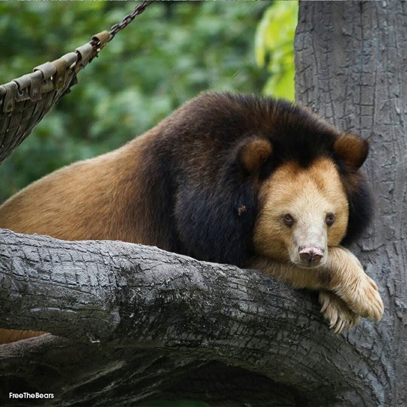 變色版熊貓 神秘動物像 獅子 熊 揭開身份好反差 很軟萌 爆新聞