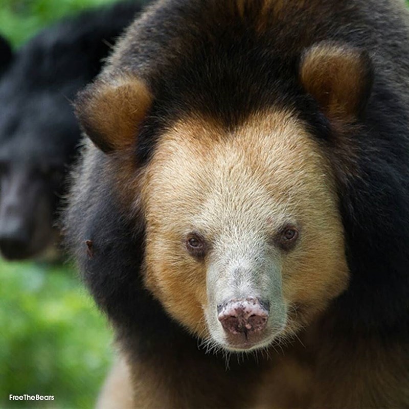 變色版熊貓 神秘動物像 獅子 熊 揭開身份好反差 很軟萌 爆新聞