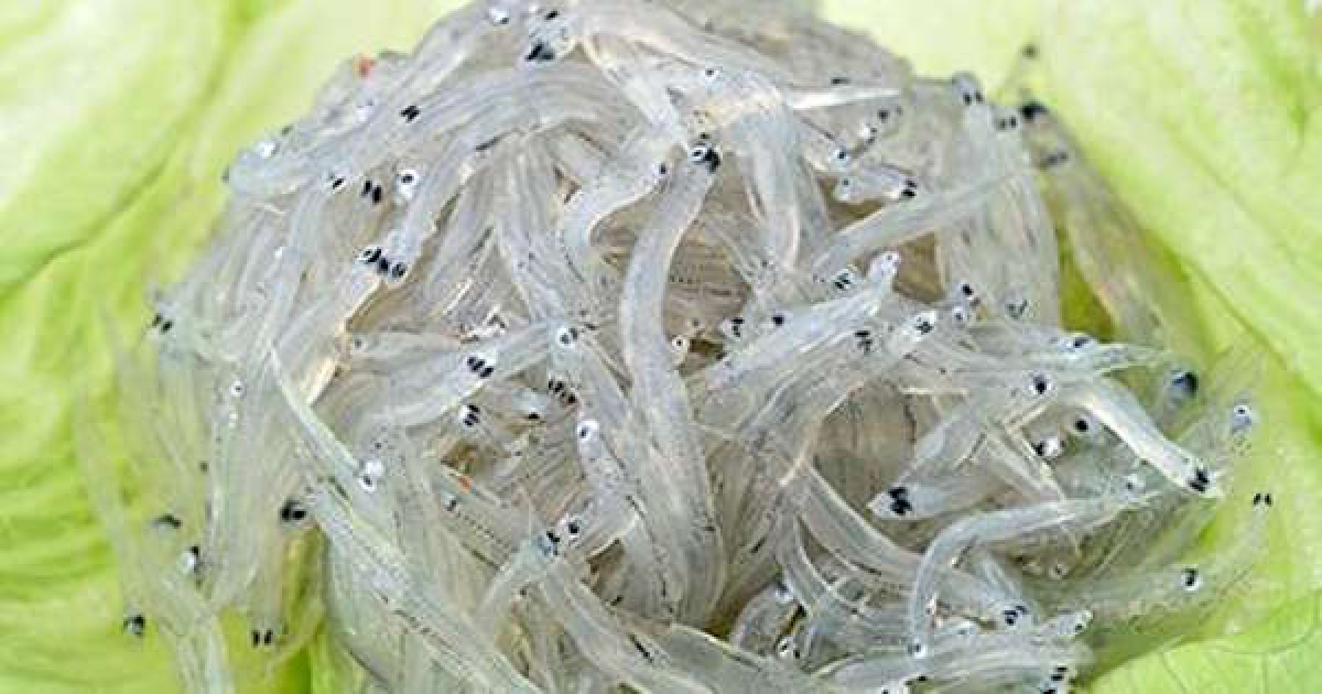 吃吻仔魚清淡養生 大口吃 內臟全下肚 膽固醇瞬間爆量 爆新聞 吃吻仔魚清淡養生 大口吃 內臟全下肚 膽固醇瞬間爆量 爆新聞